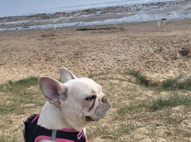 MEARL french bulldog  ...WANTED