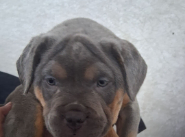8 wewk old puppy⁷
