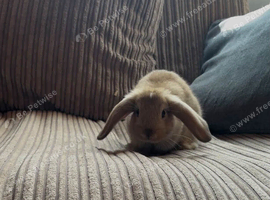 Mini lion lop X last of litter very friendly