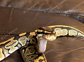 Male  and female Royel python