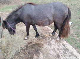 Filly for sale