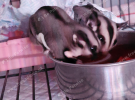 Two sugar gliders