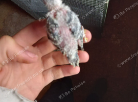 2026 bred bkack wing / black head / white albinos baby budgies