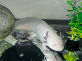 leucistic axolotl