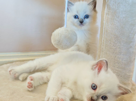 Ragdoll kittens