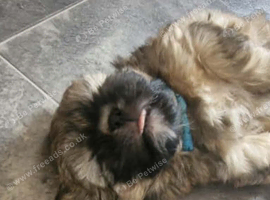 Shih-tzu puppys one little boy left available