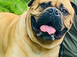 Bullmastiff beautiful male