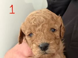 4 Cavapoo puppies