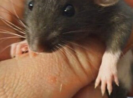 Dumbo babies for sale
