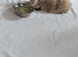 Male 2 year old bunny , must remain indoor rabbit
