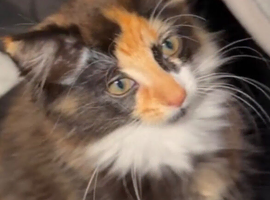 Bean to come Home (MISSING)