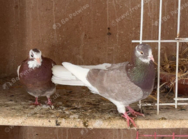 Pair of roller pigeons