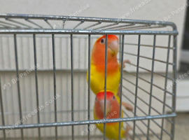 Lutino Lovebirds (Pair) with Cage Included