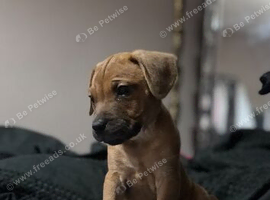 Patterdale cross staffy