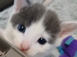 Light grey /white tortoise shell female kitten