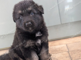 Long haired German shepherd