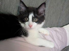 maine coon