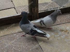 Iranian pigeons for sale