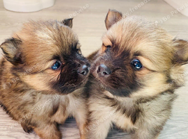 2 beautiful boy puppies