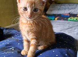 Ginger girl kitten