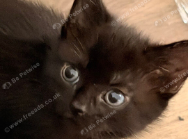 Beautiful kittens