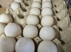 Khaki Campbell Hatching Eggs x 6