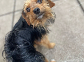 Yorkshire terrier x Jack Russell