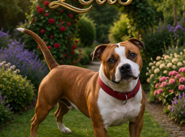 KC Red Staffy STUD available fully health tested
