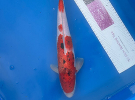 Koi carp 37cm sanke