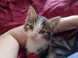 Beautiful kitten for sale