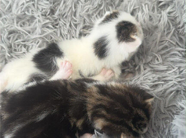 Kittens