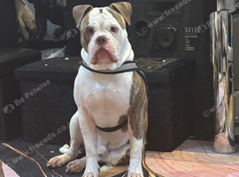 Alpha bulldog