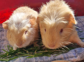 Two Boys Looking for Their Forever Homes