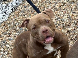 Amazing Pocket bully
