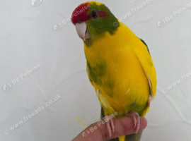 Two kakarikis