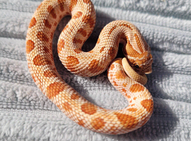 Red Toffeebelly Conda male 100% Het Axanthic (toxic) CB 25