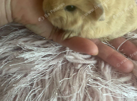 Sow guinea pig girl an boys
