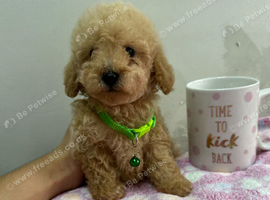 Toy poodle ready now if they are still on here they are available
