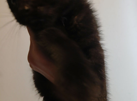1 pure black kitten left