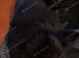 grey lionhead rehoming