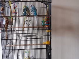 Budgies x 2  and large cage for sale