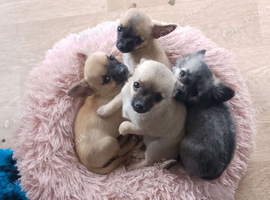 Affectionate smooth coat pups