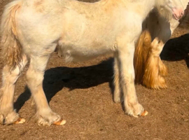 Palamino cob foal