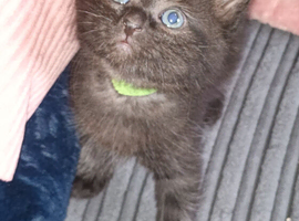 6 adorable kittens ready in 4 weeks