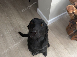 Black Labrador Puppies
