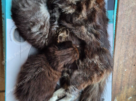 Kittens x3