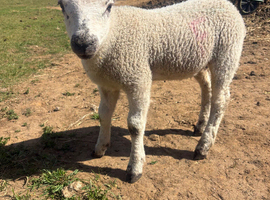 Two pet weathers for sale