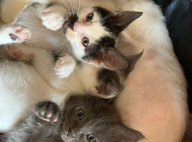 One rag doll cross kitten for sale