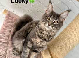Ready now TICA full pedigree Maine coon Girls
