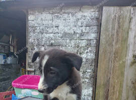 Collie pups 8 weeks old